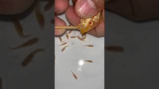 Malawi auratus cichlid fish gives birth to 28 baby fish 😍💪👍🙏 fish dolphin [upl. by Dominic]