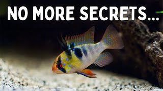 Everything You Should Know Before You Get Ram Cichlids 7 Tips for Keeping Rams in an Aquarium [upl. by Lambard]