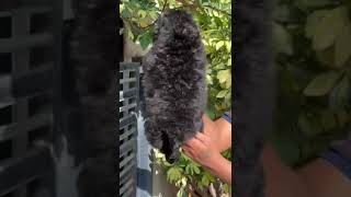 Rare black colour poodle is available poodle cute pets like share subscribe viral [upl. by Mamoun407]