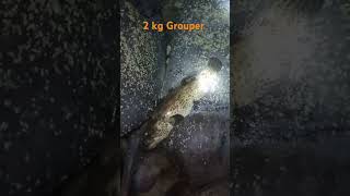 Grouper on Zman trending shortvideo shorts shortsviral ytshorts yt [upl. by Kat]