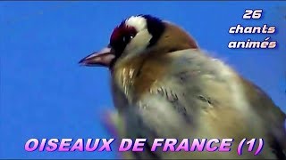 CHANTS dOISEAUX de FRANCE  28 chants [upl. by Yerga261]