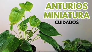 anturios miniatura CHUYITO JARDINERO [upl. by Yelwah]