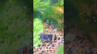 Cute kuhli loach eating 😋 aquarium pet petfish shorts [upl. by Milman]