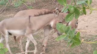 Donkey mating meeting [upl. by Pachston]