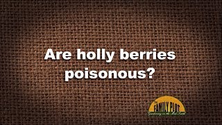 QampA – Are holly berries poisonous [upl. by Carlock]