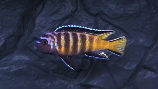 Metriaclima Elongatus Goldbar Chizumulu F1 [upl. by Lathrop]