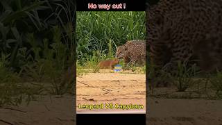 Capybara vs Leopard A Showdown of the Century [upl. by Vinnie]