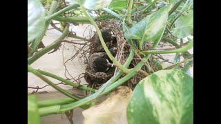 It all started when a random bird laid eggs in my gram’s money plant [upl. by Petie592]