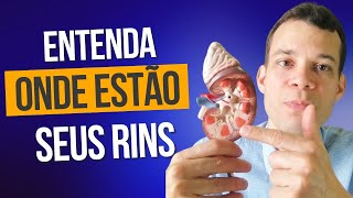 Onde Ficam os Rins Descubra Tudo Sobre a Anatomia Renal [upl. by Georgena]