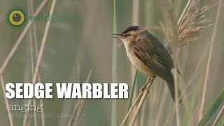 Sedge Warbler  Acrocephalus schoenobaenus  Singing in reeds [upl. by Wollis228]