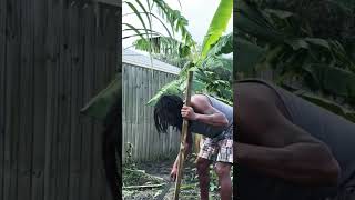 Cleaning with a machete ￼and a stick gardening [upl. by Neliac]