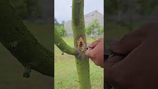 Durian Phytophthora Treatment [upl. by Abrahams205]