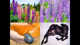 LUPINE TOXICITY IN ANIMALS [upl. by Dodie]