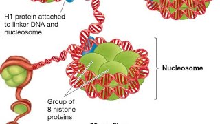 Structure of Nucleosome Solenoid model of Nucleosome along with Linker DNA and Histone Protein [upl. by Nylssej]