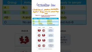 Landsteiner law  Blood Physiology  MBBS 1ST YEAR [upl. by Motteo86]