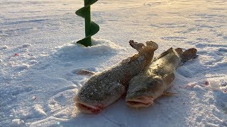 Налим на поставушку на ерша  Обь  Ice Fishing from Siberia  Burbot [upl. by Itram]