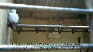 Sounds of The African Grey Parrot Psittacus erithacus [upl. by Hsiekal]