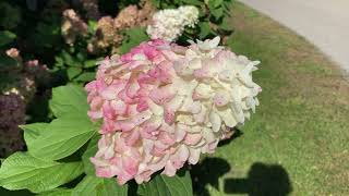 Quick Fire Fab Hydrangea [upl. by Erastes401]