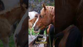 How to Stop Your Horse from Biting Effective Training Tips for a Well Behaved Horse [upl. by Terti787]