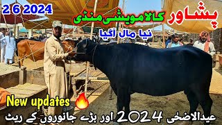 Peshawar Kala Maweshi Mandi New Updates 2 6 2024  Cow Mandi 2024  Munsif Khan Vlog [upl. by Laurance204]