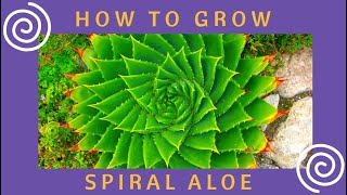 How to grow Aloe polyphylla from seed [upl. by Irama43]