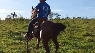 Corrida Oficial de Argolinha 🇧🇷 httpsinstagramcomargoargolinhaigshid9o31tfczqdxa [upl. by Corena]