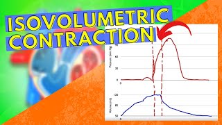 Isovolumetric Contraction [upl. by Kaylee861]