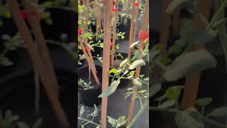 紅番茄 西紅柿Solanum lycopersicum VID20241022063816 [upl. by Merla]