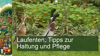 Laufenten Tipps zur Haltung und Pflege [upl. by Chasse]