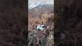 Springer Spaniel Hunting in Bracken gundogtraining hunting gundog [upl. by Eras]