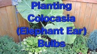 Planting Colocasia Esculenta Bulbs [upl. by Coralyn]