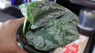 Satin PothosScindapsus Pictus Exotica vs Golden Pothos [upl. by Lillith662]