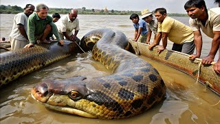 9 Animais Mais Perigosos Da Amazônia [upl. by Elda]