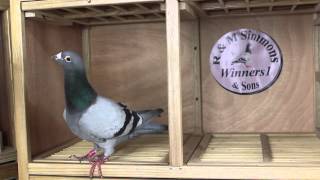 Dreaming R amp M Simmons amp Sons Winners1 racing pigeons [upl. by Orola]