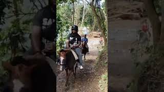 Carabali rainforest birthday mountainhiking horsebackriding outdoors [upl. by Merc]