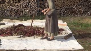 Threshing Amaranth by hand using a flail Part 15 [upl. by Barrett]