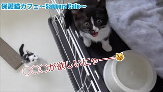 【保護猫】初めての◯◯◯😆【里親募集中】 [upl. by Bond]