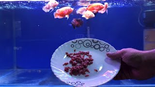 Mega Oscar Fish Feeding  10 Types of Best Fish Food for Aquarium Fish [upl. by Foskett]