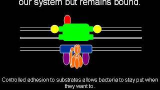 The Evolution of the Flagellum [upl. by Enorel229]