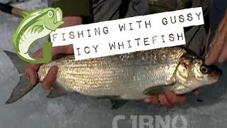 Fishing with Gussy Icy Whitefish [upl. by Nodlew]