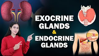 Endocrine System and Adolescence  Exocrine Glands amp Endocrine Glands  Home Revise [upl. by Yvi517]