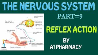 REFLEX ACTION IN HINDI  THE NERVOUS SYSTEM LECTURE 9 [upl. by Aikimat]