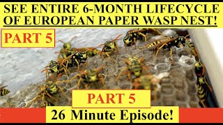 PART 5  SEE ENTIRE LIFECYCLE OF WASP NEST 6MONTHS EUROPEAN PAPER WASP  POLISTES DOMINULA [upl. by Celestina]