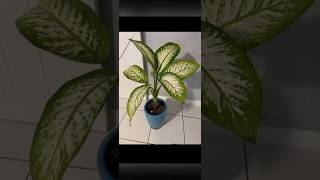 plants shorts youtubeshorts [upl. by Nnylecyoj340]