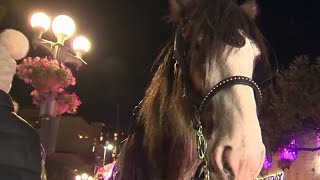 Horse drawn carriage ban on agenda for Transportation Advisory Board meeting [upl. by Davey]