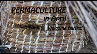 PERMACULTURE  April  Welcome Fairies [upl. by Bradley]