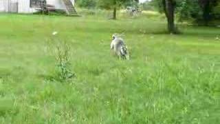 running lemur [upl. by Kcorb571]