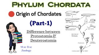 Part1 Origin of Chordatesdifference between protostomia and deuterostomiaMSc BSc Zoology [upl. by Lupien623]