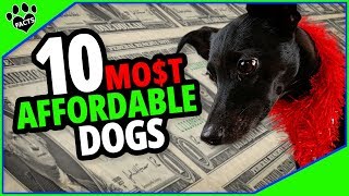 Top 10 BudgetFriendly Dog Breeds That Wont Break the Bank  Dogs 101 [upl. by Yonina]