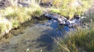 Keough Hot Ditch hot springs [upl. by Jaddan]